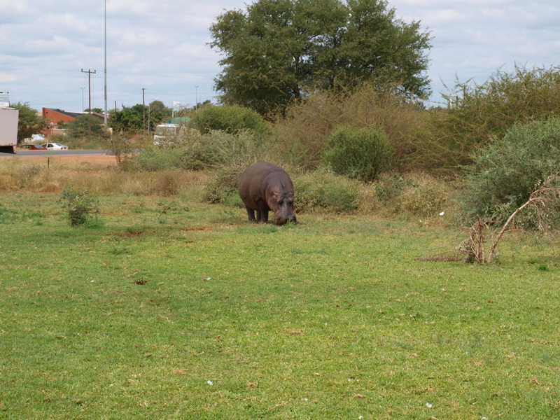 Hippo at the service station