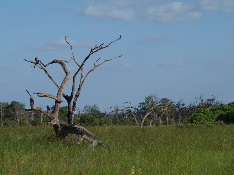 Moremi Game Reserve