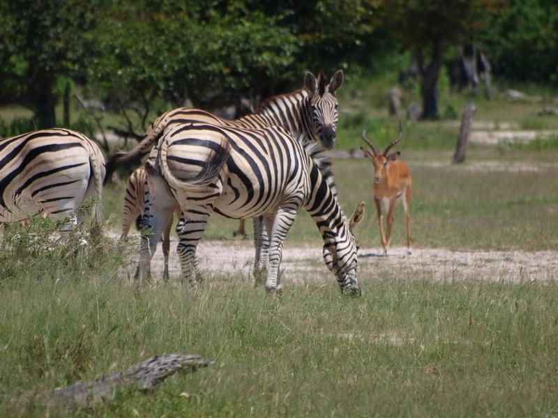 Zebra, Moremi Game Reserve