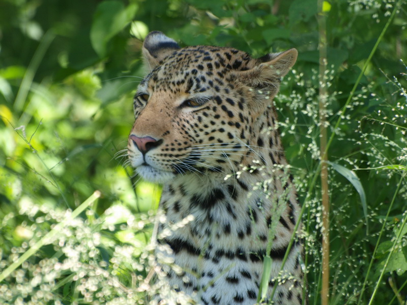 Leopard, Moremi Game Reserve