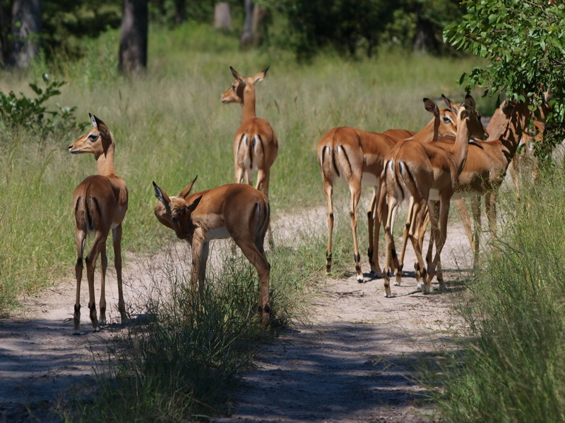 Impala, Moremi Game Reserve