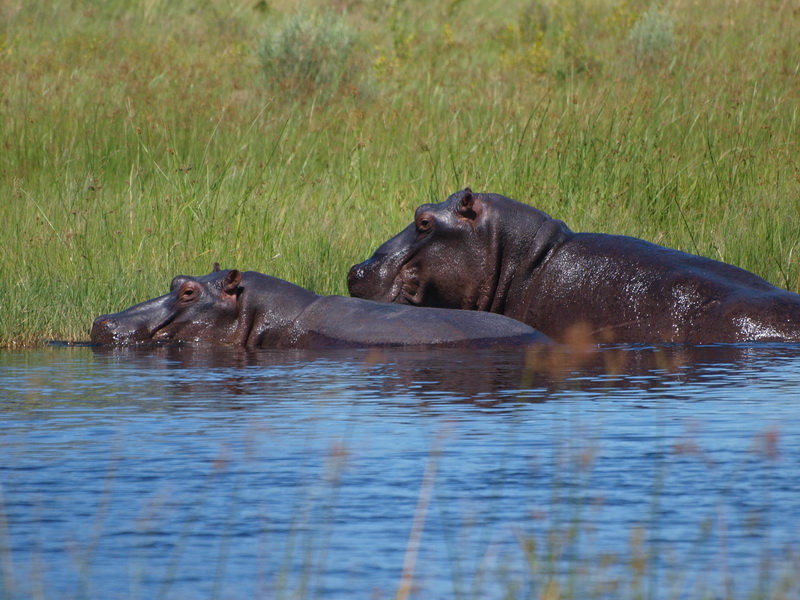 Hippos, Kwhai community trust