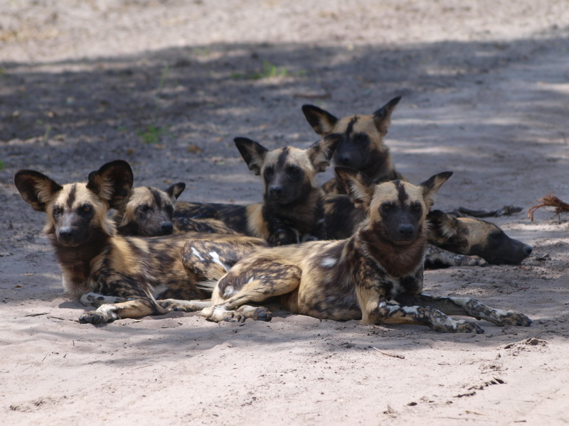 African wild dogs, Chobe National Park