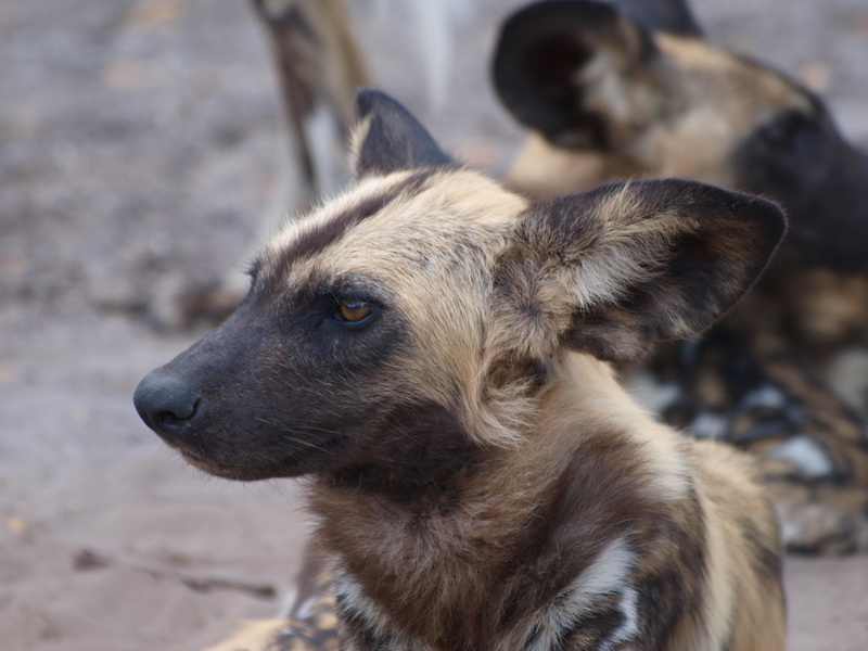 African wild dogs, Chobe National Park