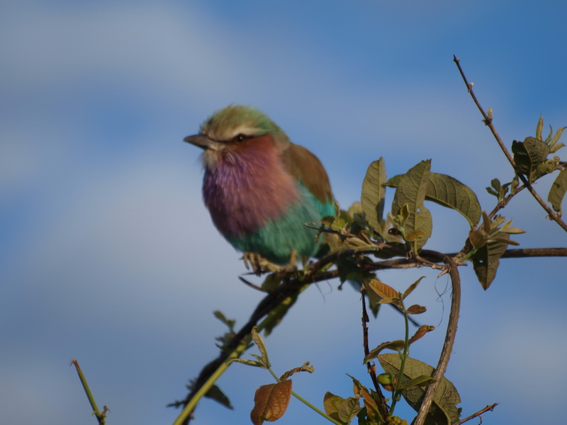 Lilac Breasted Roller, Savuti