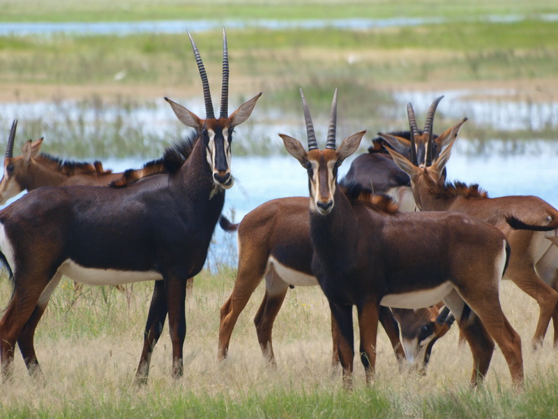 Sable Antelope, Chobe National Park