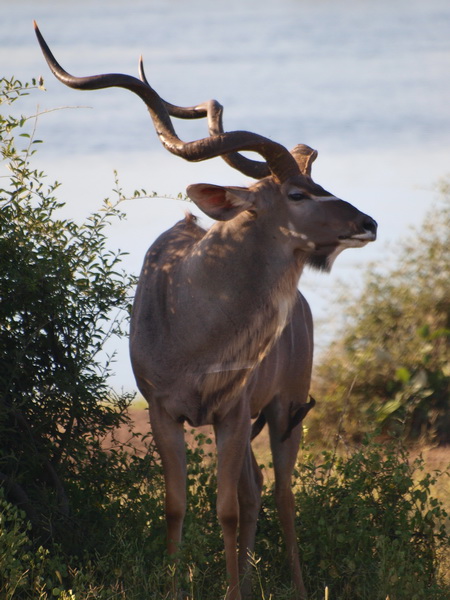 Kudu, Chobe National Park