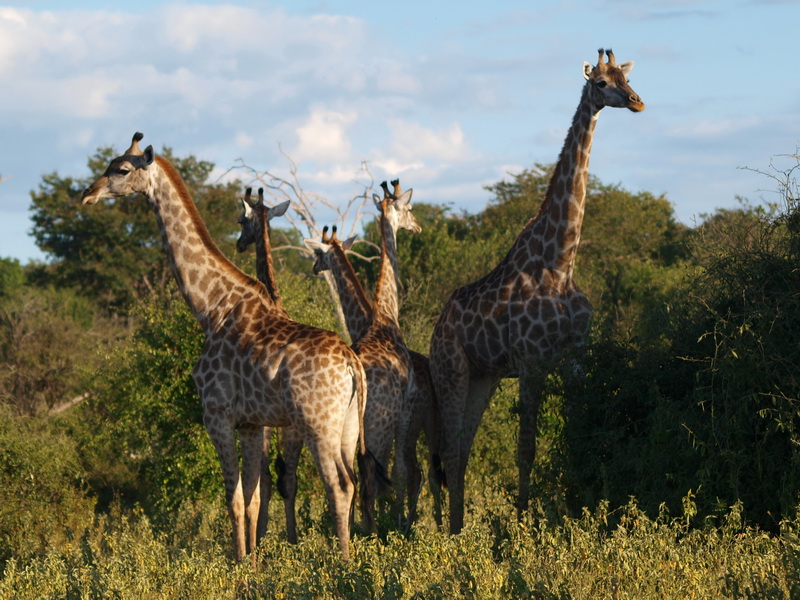 Giraffes, Chobe National Park