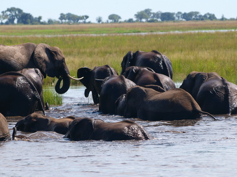 Elephants, Chobe National Park