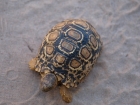 Leopard tortoise, Moremi Game Reserve