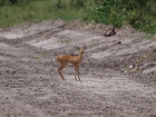 Steenbok, Chobe National Park