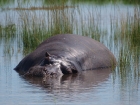 Hippo, Chobe National Park