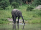 The waterhole, Elephant Sands Camp, Nata