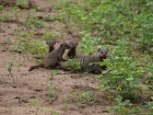 Banded Mongoose, Chobe