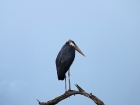 Stork, Chobe