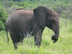 Elephant, Chobe