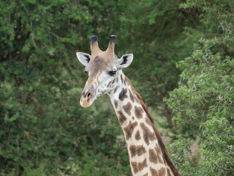 Giraffe, Mikumi National Park
