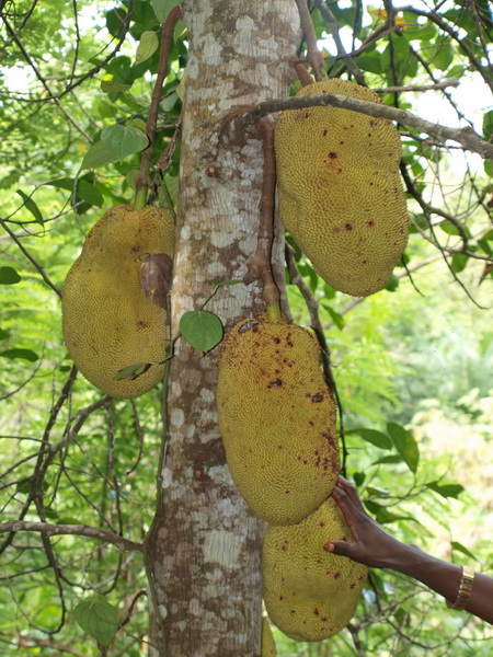 Jack fruit, Butterfly Spice Farm, Zanzibar