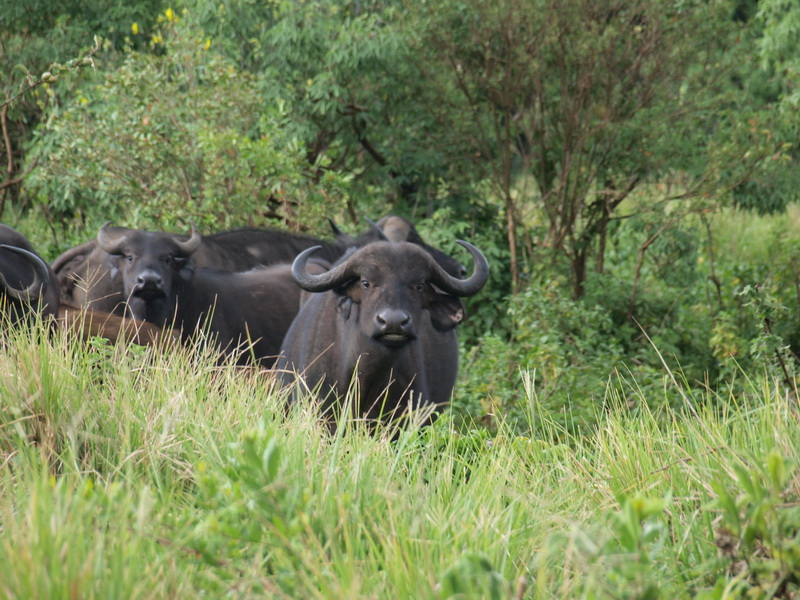 Buffalo, Ngorongoro Crater