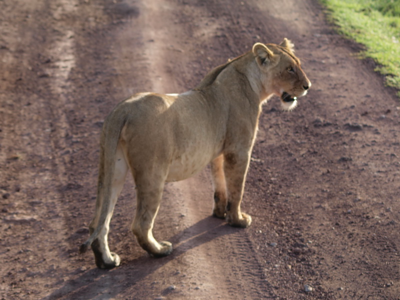 Lion, Ngorongoro Crater