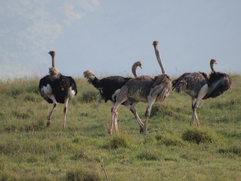 Ostriches, Ngorongoro Crater