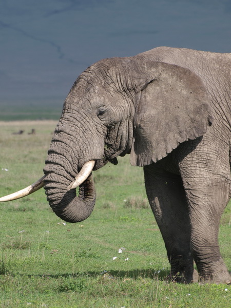 Elephant, Ngorongoro Crater