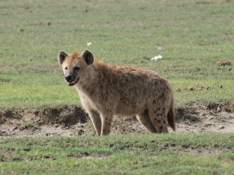 Hyena, Ngorongoro Crater