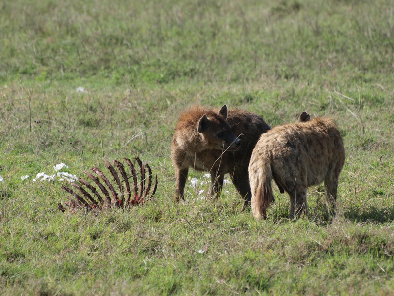 Hyena, Ngorongoro Crater