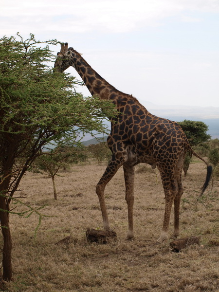 Giraffe on the way to the Serengeti