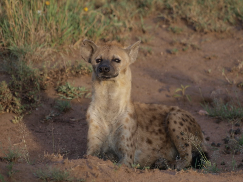 Spotted Hyena, Serengeti