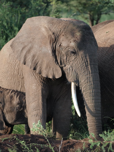 Elephants, Serengeti