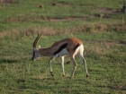Gazelle, Ngorongoro Crater