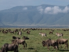 Ngorongoro Crater