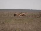 Lions, Serengeti