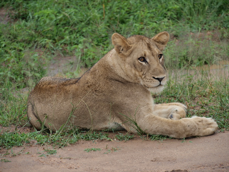 Lion, South Luangwa National Park