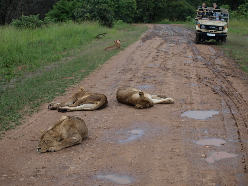 Lions, South Luangwa National Park