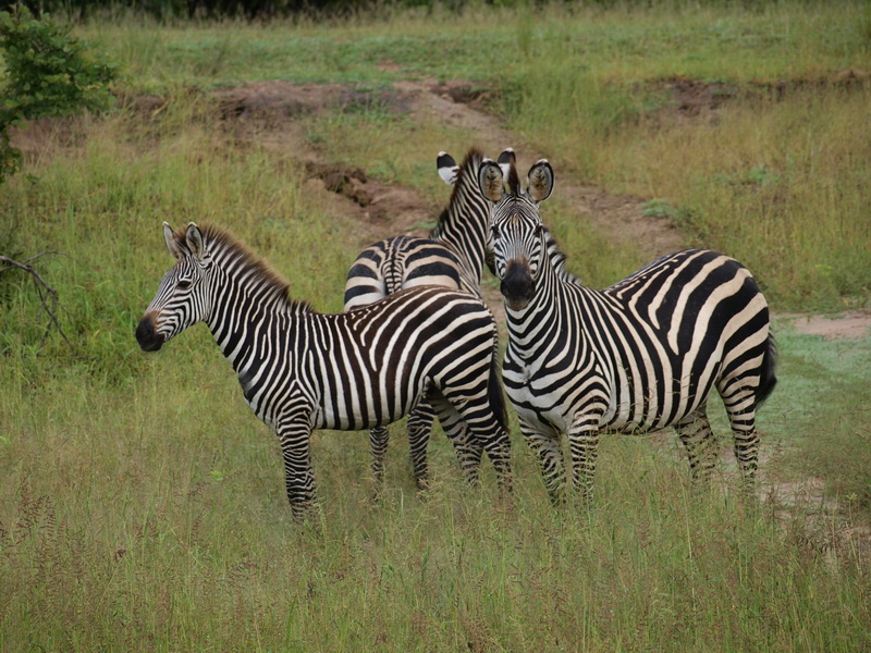 Zebras, South Luangwa National Park