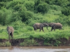 Elephants across the river at Kiamba Camp