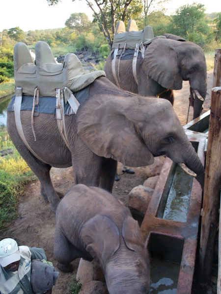 Elephant safari, Victoria Falls