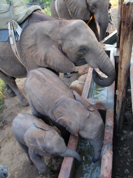 Elephant safari, Victoria Falls