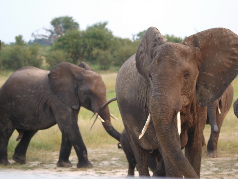 Elephants, Hwange Concession Area