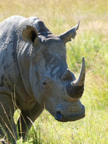 White Rhino, Matobo Game Park