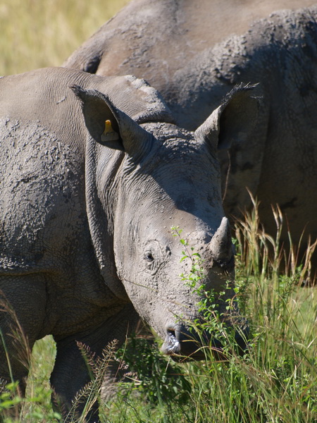 White Rhino, Matobo Game Park