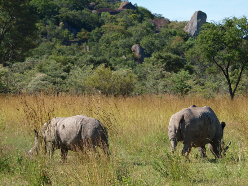 White Rhino, Matobo Game Park