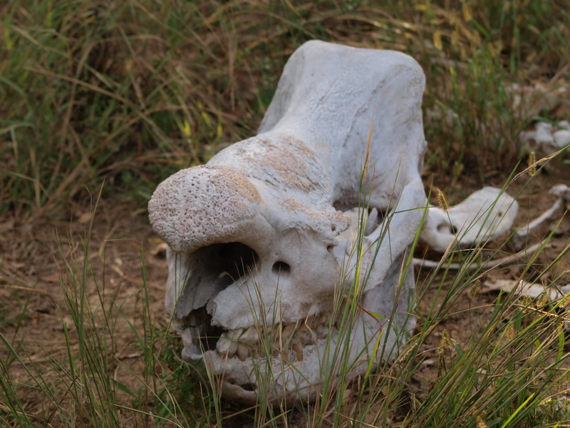 White Rhino skull, Matobo Game Park