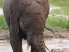 Elephants, Hwange Concession Area