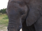 Elephants, Hwange Concession Area