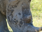White Rhino, Matobo Game Park
