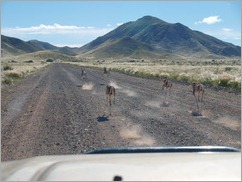 Springboks