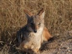 Etosha - Day 1